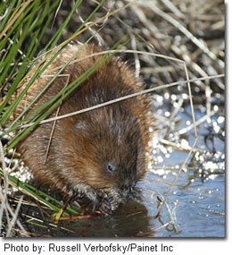 Photo of Muskrat lodge by Russell Verbofsky, Painet, Inc